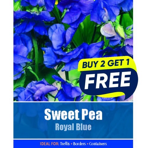 Flower seeds sweet pea royal - sweet,