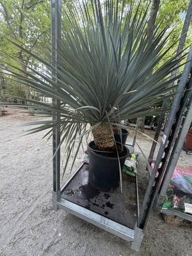 Perennial plant beaked yucca - perennial,