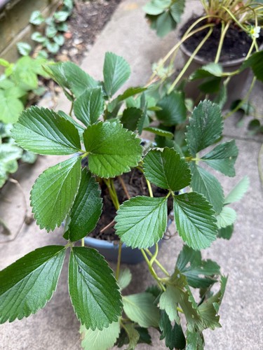 Established strawberry plants - established,