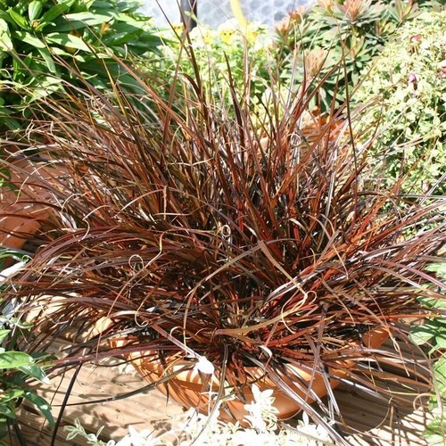 Uncinia rubra 5 - uncinia, ‘rubra’