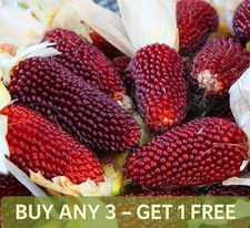 RED STRAWBERRY CORN - popcorn