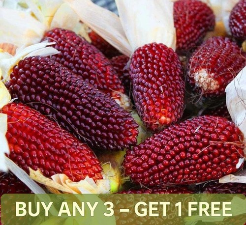 Red strawberry corn - red,