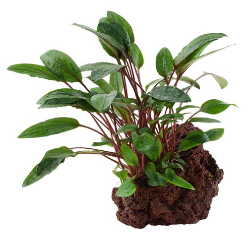 Tropica cryptocoryne beckettii - tropica,