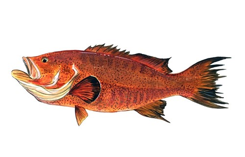 Red grouper fish high quality - fish,