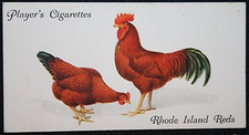RHODE ISLAND RED   Chickens
