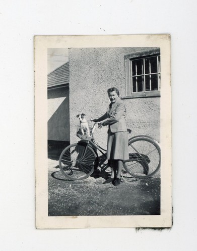 Pet dog bike bicycle basket - dog,