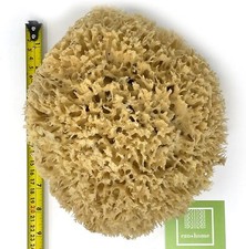 20-22CM Natural Giant Sponges