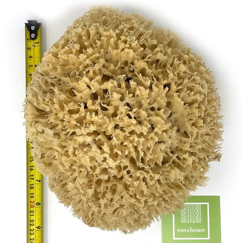 22cm natural giant sponges - giant,