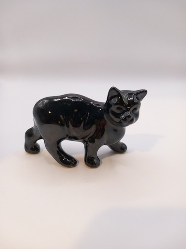 Glossy black shiny manx - manx, cat