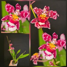 Oncidium - Hybrid. 2 Spikes