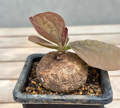6cm rarecacti plant - rarecacti, adenia