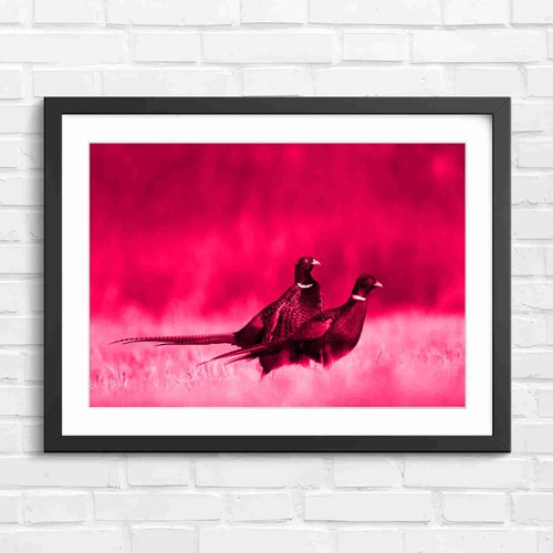 Vibrant pheasant wildlife - pheasant,