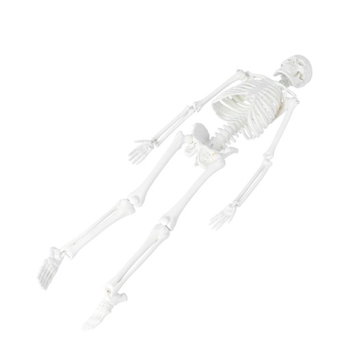 Medical human skeleton model - human,