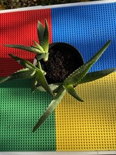 Healthy Aloe Vera Baby Plant