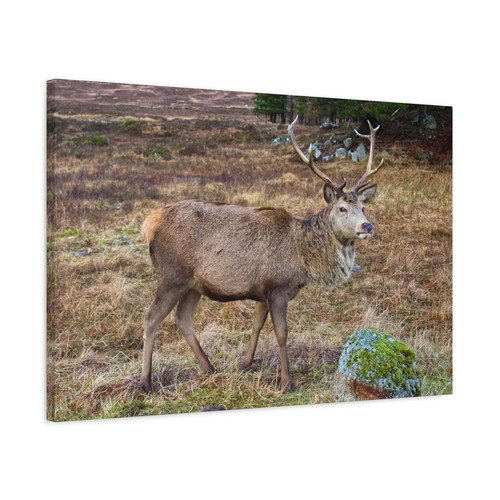 Stag rannoch moor scotland - rannoch,
