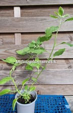 Organic Indian Ashwagandha Winter Cherry, Ginseng, Withania Somnifera Live Plant