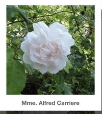 'Madame Alfred