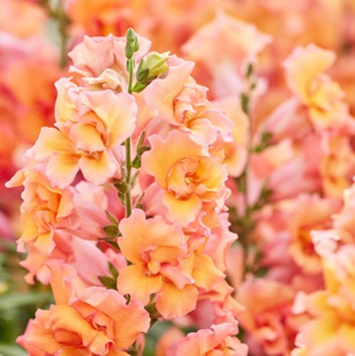 Pick mix snapdragon premium - &,