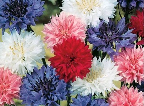 Seeds cornflower double - 20,