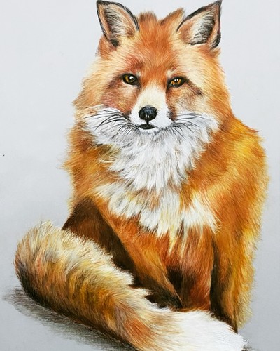 Hand drawn fox - drawn, portrait