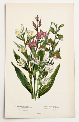 Helleborine orchids anne pratt - anne,