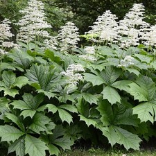 Rodgersia aescuilifolia - , |