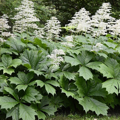 Rodgersia aescuilifolia - , |