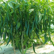 Green Chili Seeds,indian