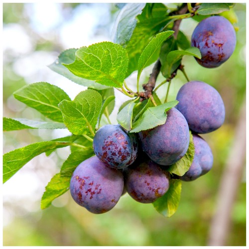 Dwarf patio plum reine - reine, claude