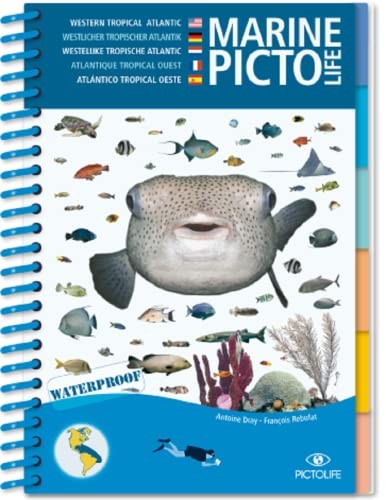 Caribbean marine pictolife - marine,