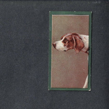 TADDY. DOGS SERIES 1900. No 25
