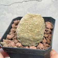 Pseudolithos Migiurtinus ~4cm