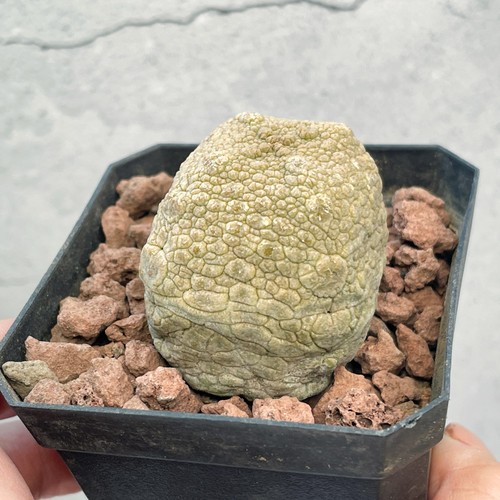 Pseudolithos migiurtinus 4cm - pseudolithos,