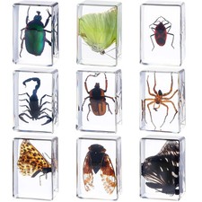 Beeveer 9 Pcs Insect in Resin