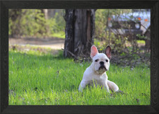 Puppy french bulldog Framed