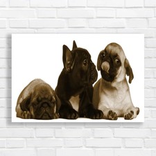 Adorable French Bulldog Pug