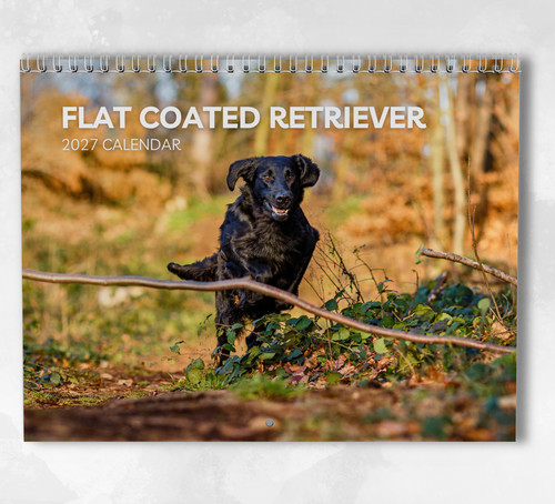 Flat coated retriever calendar - retriever,