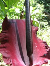 DRACUNCULUS Vulgaris - DRAGON ARUM - Unusual Perennial Garden Plant BULB