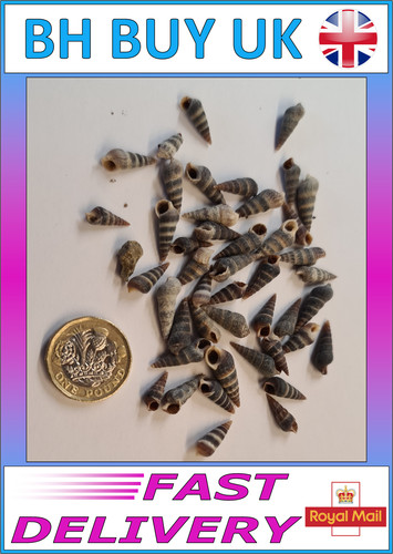 10g small shells marine - small,
