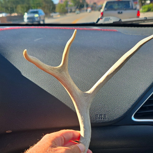 Mule deer antler shed - shed,