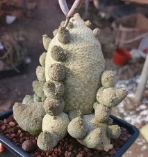 Rare Plant SucculentLiving