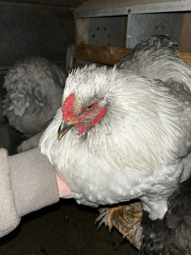 Hens choice brahma - 12++hens,