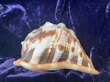 Large natural sea shell - natural, shell.