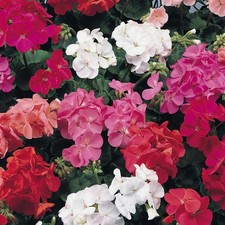 Perfect plants geranium - plants,