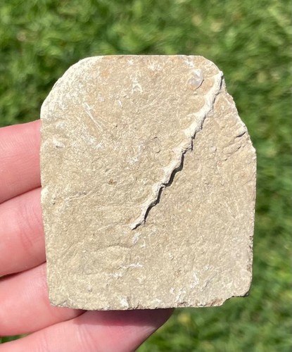 Alabama fossil bryozoan - fossil,