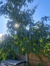 Fresh EUCALYPTUS dried Suited For Drying Bunches wedding  florist arrangement  