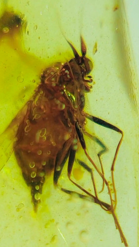 Burmese burmite cretaceous fly - cretaceous,