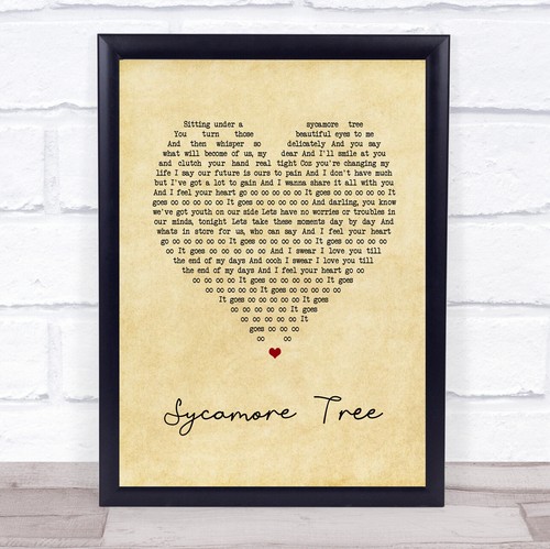 Sycamore tree vintage - sycamore,