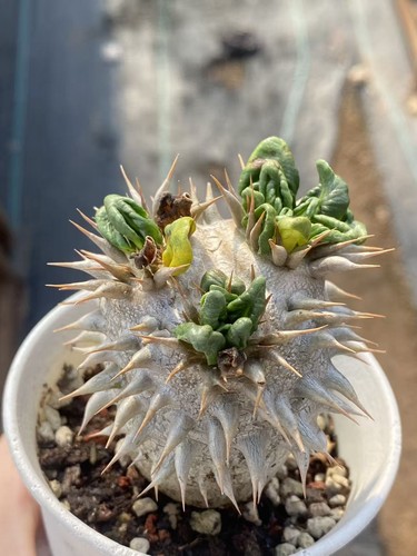 Pachypodium eburneum succulent