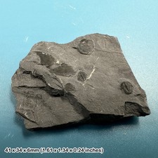 Elrathia kingi Trilobite